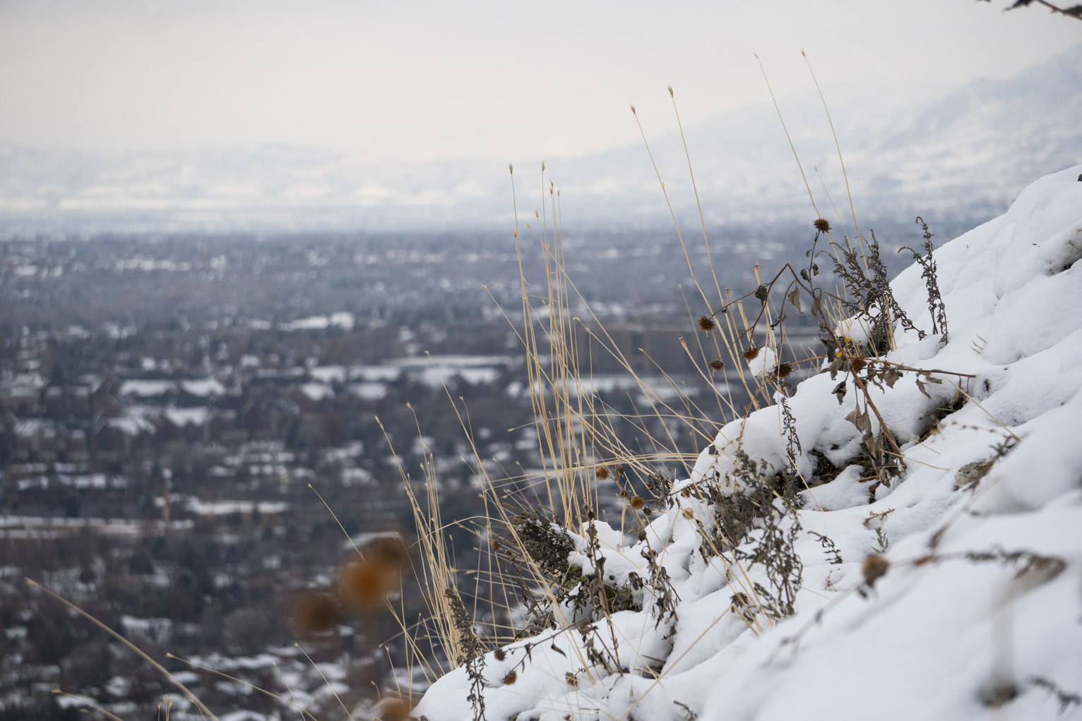 Some stalks of yellow grass on the mountainside stand in contrast against town below